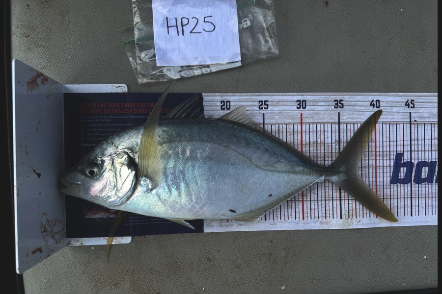 Asher Russell caught this 37.5cm Trevally at Northland during The Export NZ Fishing Competition