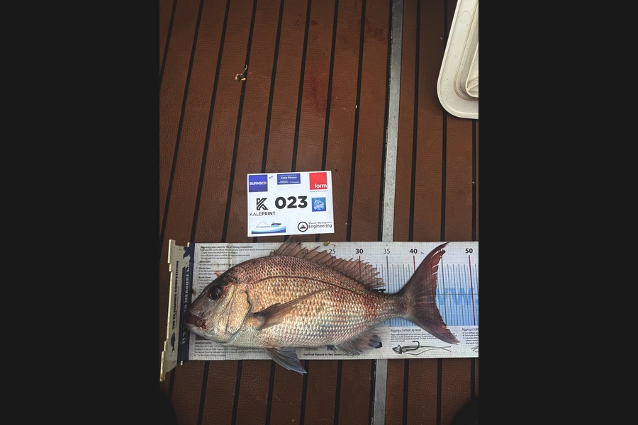 Zach Pennell caught this 43cm Snapper at Bay of Plenty during The Export NZ Fishing Competition