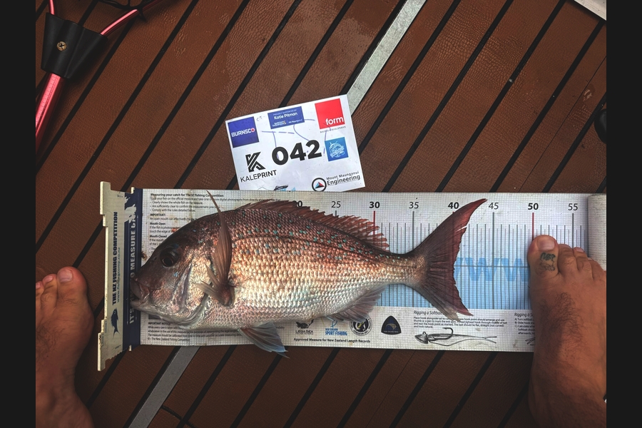 Chris Tupper caught this 40.0cm Snapper at Bay of Plenty during The Export NZ Fishing Competition