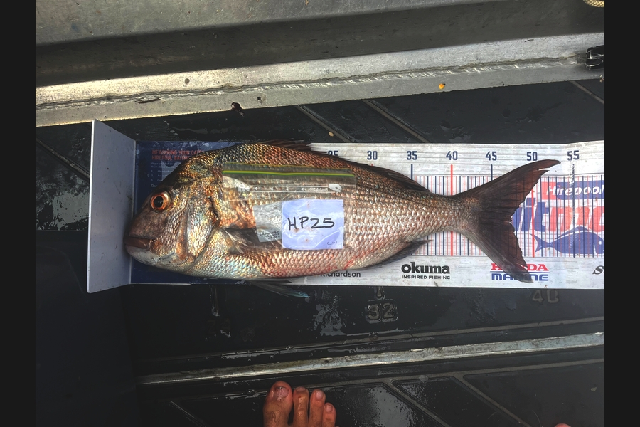 Cameron White caught this 47.5cm Snapper at Northland during The Export NZ Fishing Competition