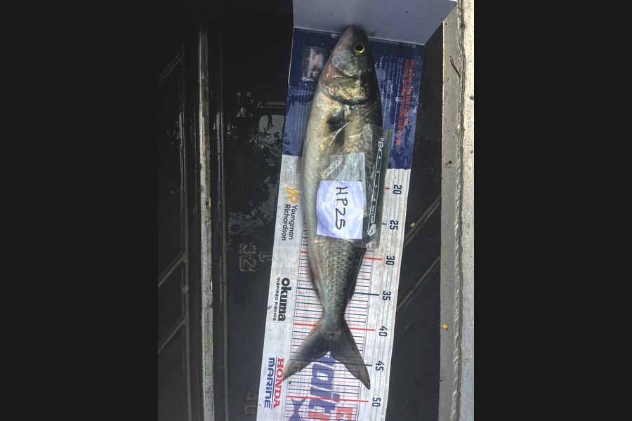 Cameron White caught this 48cm Kahawai at Northland during The Export NZ Fishing Competition