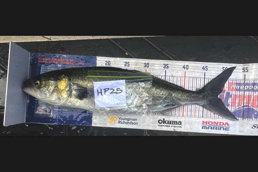 Alex White caught this 48.5cm Kahawai at Northland during The Export NZ Fishing Competition