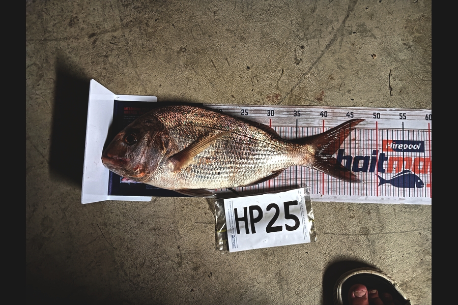 Carter Cross caught this 41.5cm Snapper at Coromandel during The Export NZ Fishing Competition