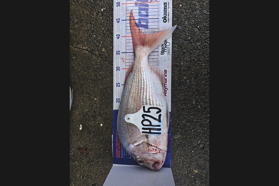 Tim Schroeder caught this 40.5cm Snapper at Nelson/Marlborough during The Export NZ Fishing Competition