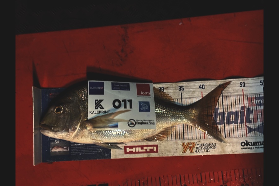 Josh Hough caught this 42.0cm Snapper at Bay of Plenty during The Export NZ Fishing Competition