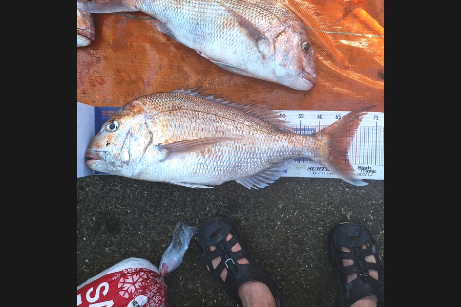 Nick Werner caught this 67.5cm Snapper at Wellington during The Export NZ Fishing Competition
