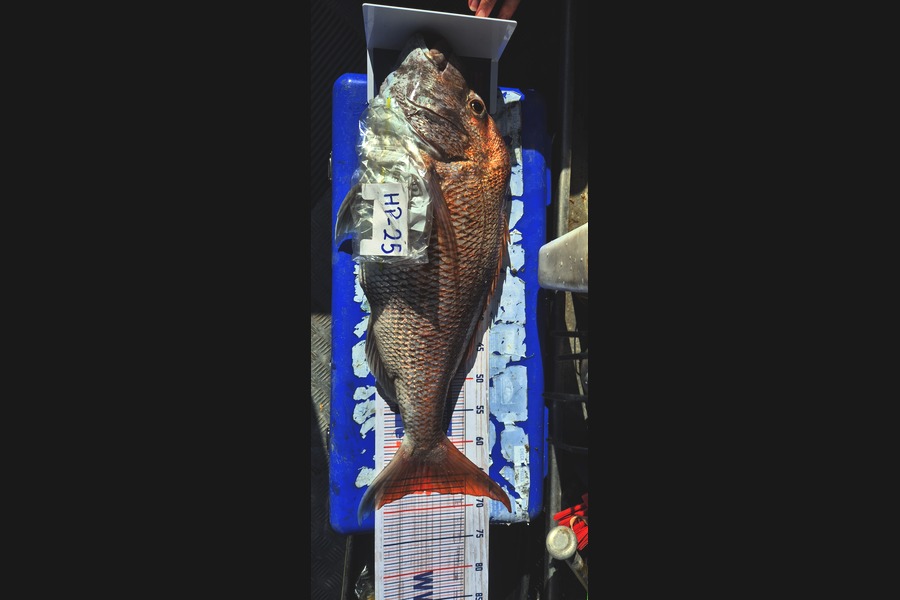 Delilah Arthur-Worsop caught this 67.0cm Snapper at Coromandel during The Export NZ Fishing Competition