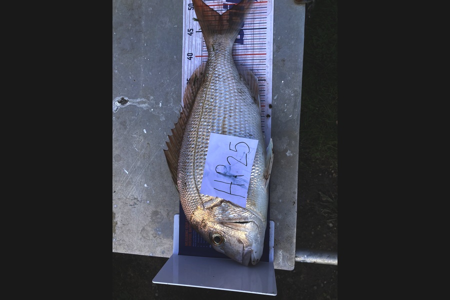 Aden Van den brand caught this 48.0cm Snapper at Taranaki during The Export NZ Fishing Competition