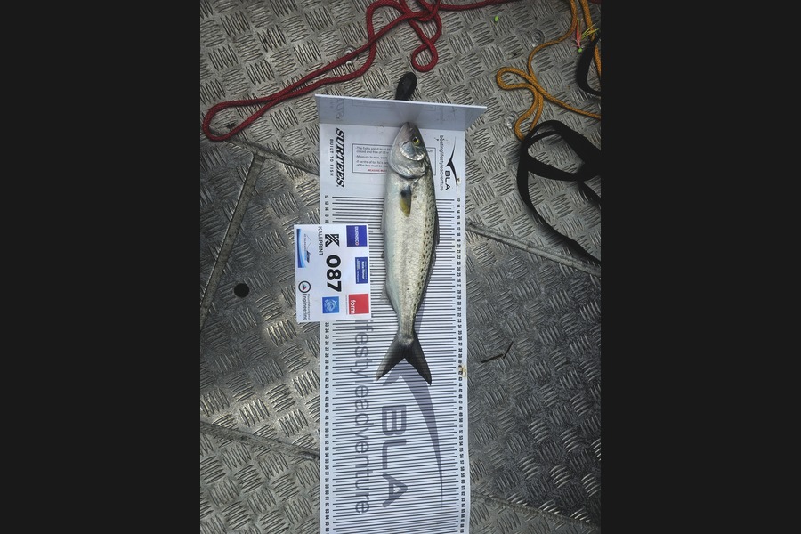 Dylan Mills caught this 38.5cm Kahawai at Bay of Plenty during The Export NZ Fishing Competition