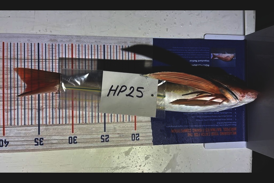 Jaxson Burns caught this 36.5cm Gurnard at Auckland during The Export NZ Fishing Competition