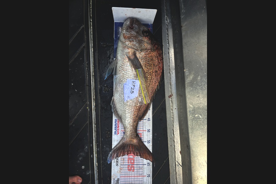 Cameron White caught this 60.0cm Snapper at Northland during The Export NZ Fishing Competition