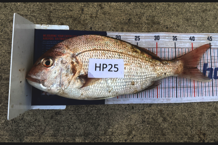Tyler Williams caught this 41.0cm Snapper at Nelson/Marlborough during The Export NZ Fishing Competition