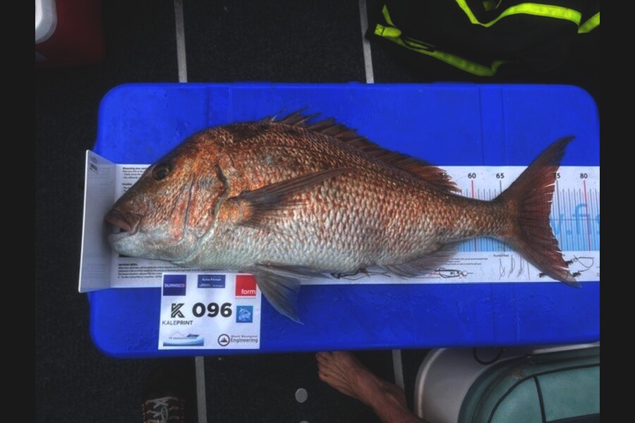 Alister McColl caught this 73.0cm Snapper at Bay of Plenty during The Export NZ Fishing Competition