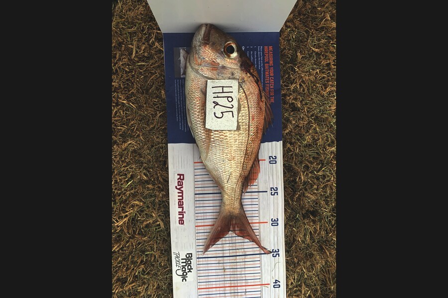 Matthew Spargo caught this 31.0cm Snapper at Coromandel during The Export NZ Fishing Competition