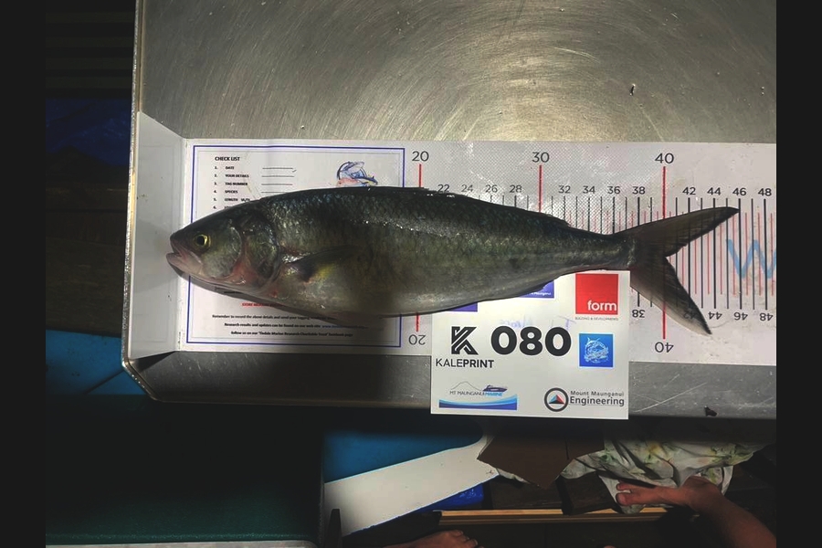Matt Moore caught this 40.0cm Kahawai at Bay of Plenty during The Export NZ Fishing Competition