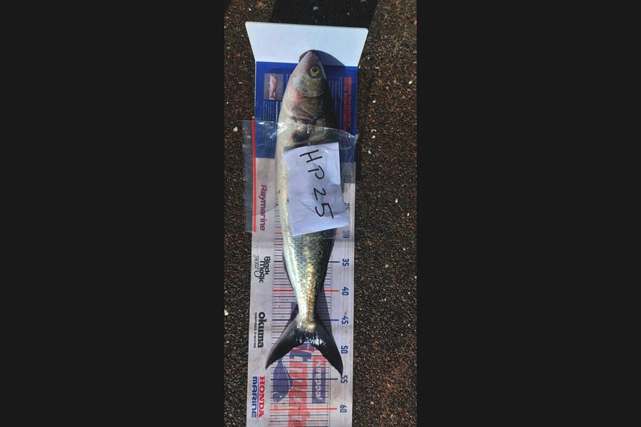 ollie McMurray caught this 48.0cm Kahawai at Auckland during The Export NZ Fishing Competition
