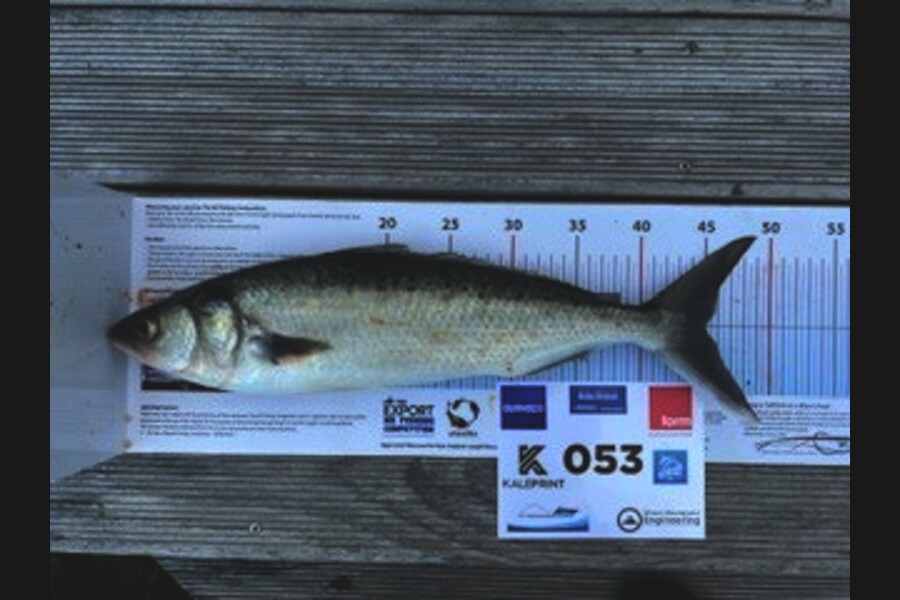 Carol  Ussher caught this 45.0cm Kahawai at Bay of Plenty during The Export NZ Fishing Competition