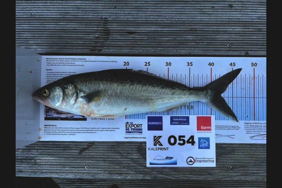 Carol  Ussher caught this 42.0cm Kahawai at Bay of Plenty during The Export NZ Fishing Competition