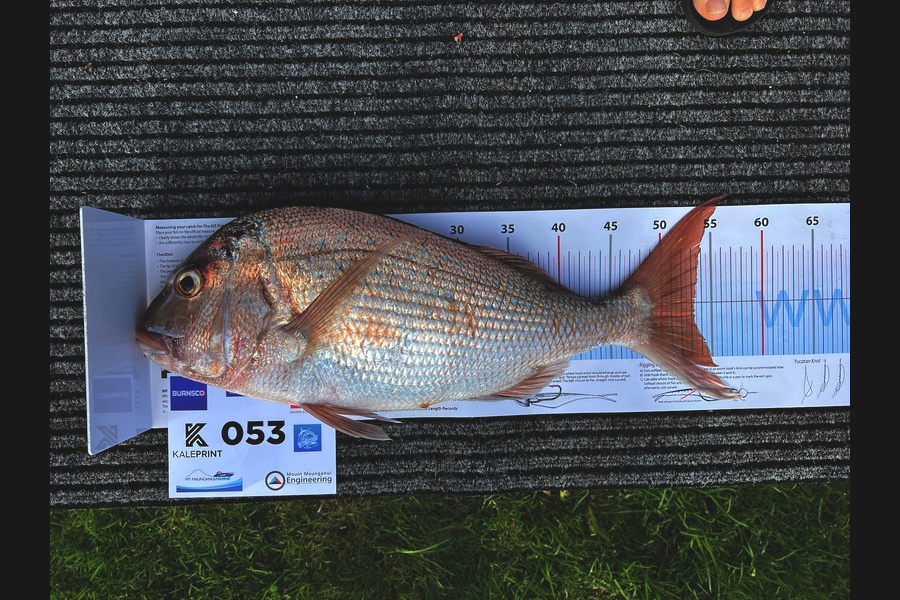 Carol  Ussher caught this 53.0cm Snapper at Bay of Plenty during The Export NZ Fishing Competition