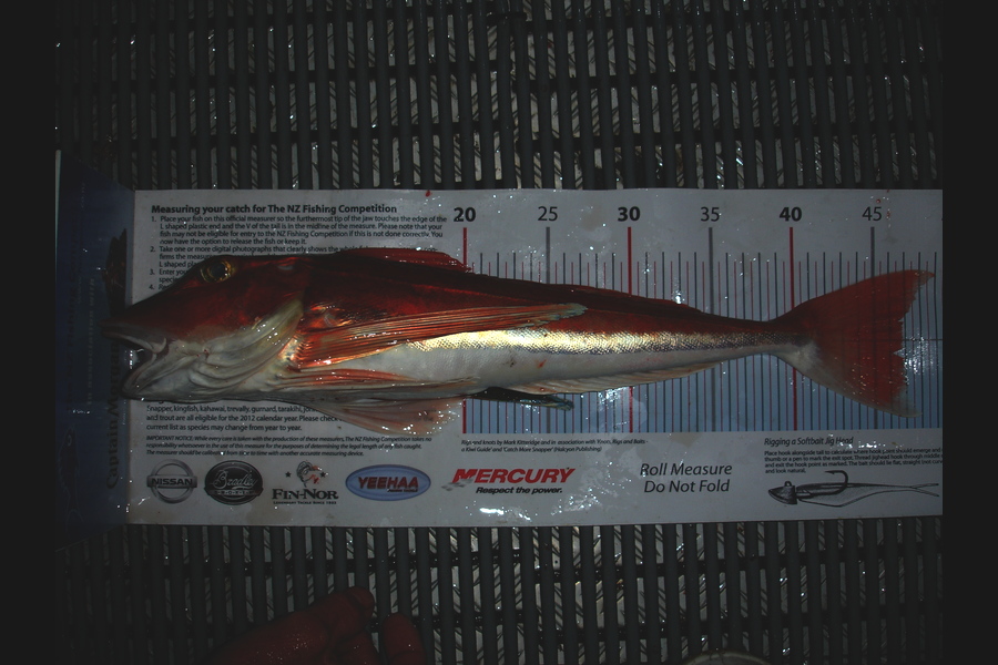 Paul Maskell caught this 46.5cm Gurnard at Tasman Bay during The Export NZ Fishing Competition
