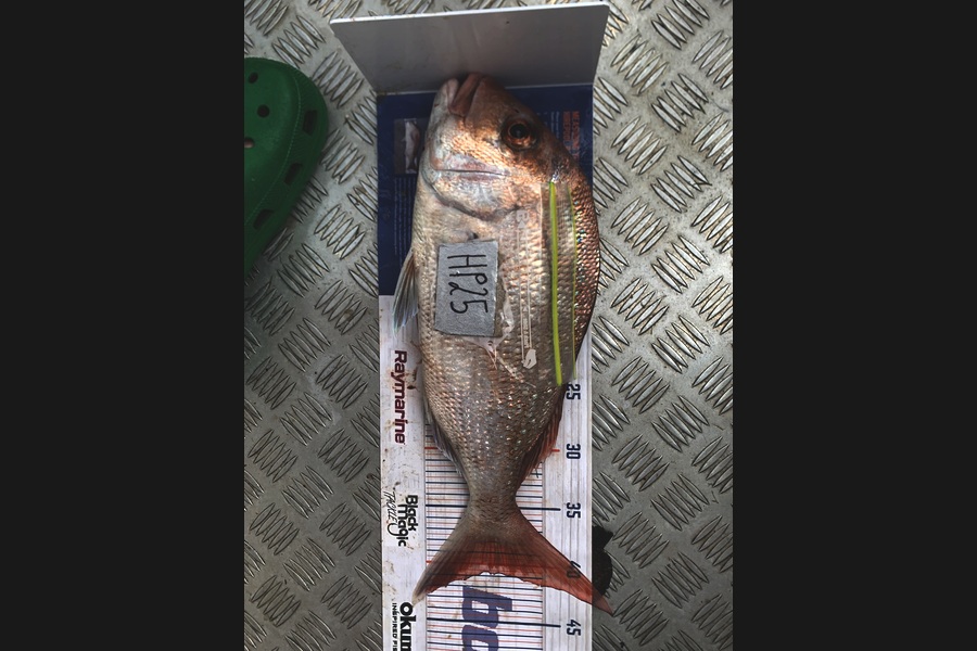 Matthew Spargo caught this 40.5cm Snapper at Coromandel during The Export NZ Fishing Competition