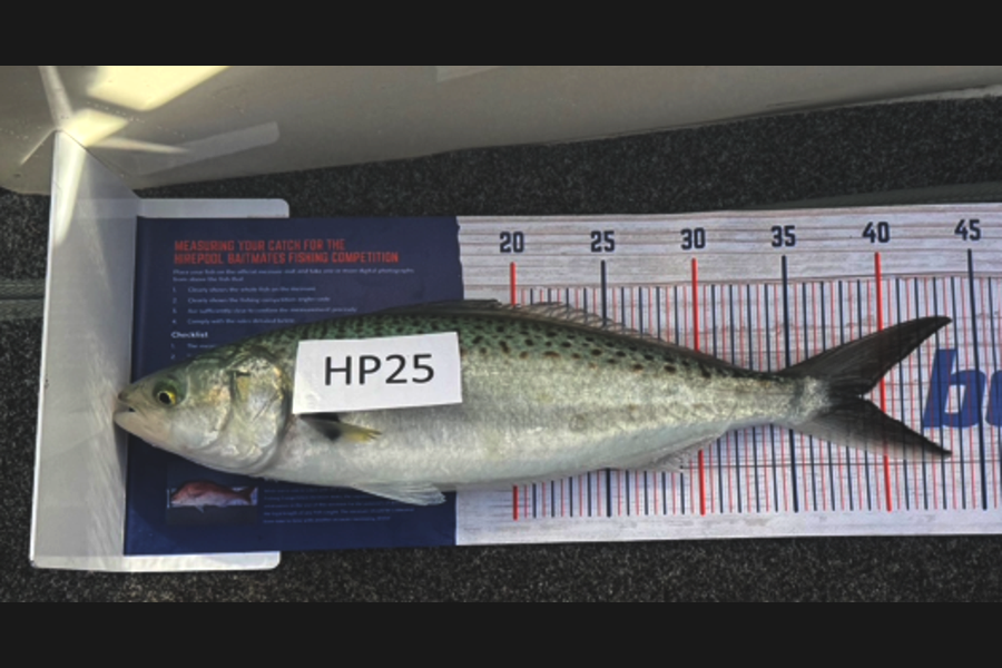 Tyler Williams caught this 38.5cm Kahawai at Nelson/Marlborough during The Export NZ Fishing Competition