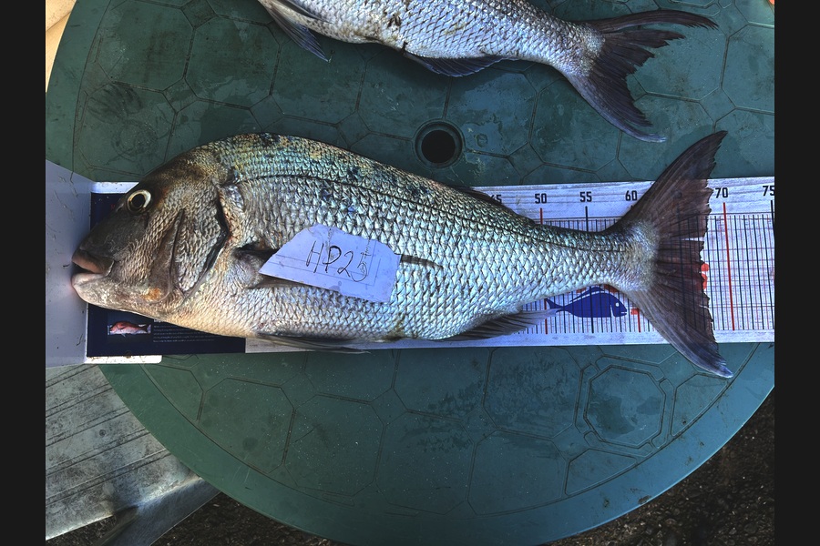Manawa Riri caught this 67.0cm Snapper at Bay of Plenty during The Export NZ Fishing Competition