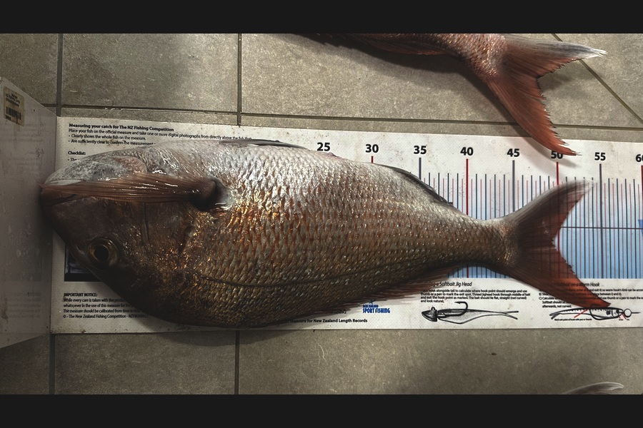 Muhammad Taqiyuddin caught this 49.0cm Snapper at Auckland during The Export NZ Fishing Competition
