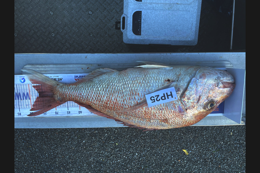 Koby Lowe caught this 76.5cm Snapper at Hawkes Bay during The Export NZ Fishing Competition