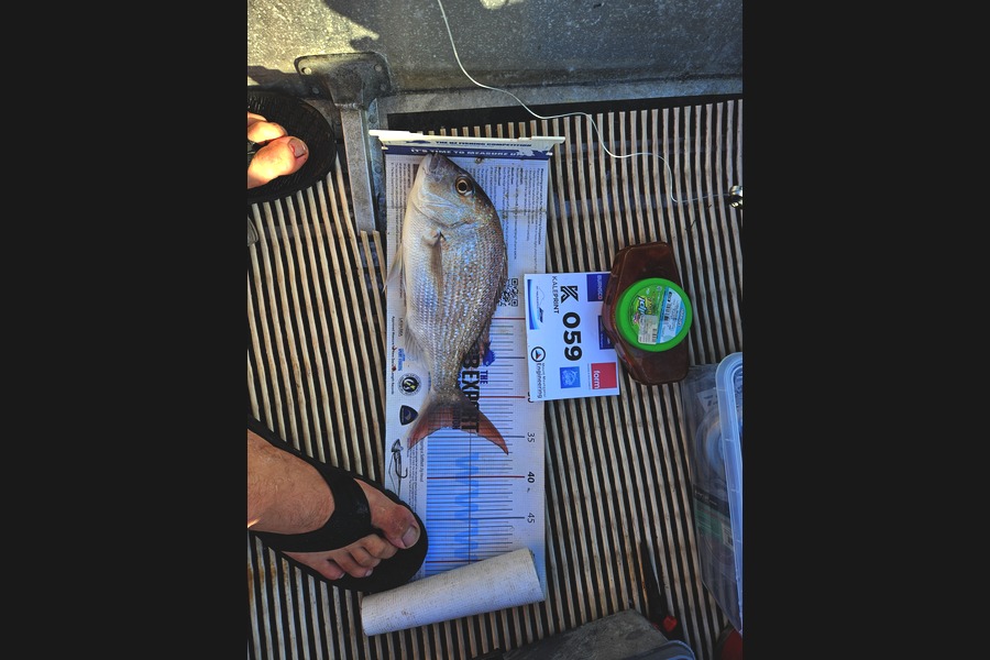 Paul  van loon caught this 33.5cm Snapper at Bay of Plenty during The Export NZ Fishing Competition