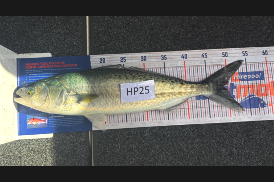 Tyler Williams caught this 49.0cm Kahawai at Nelson/Marlborough during The Export NZ Fishing Competition