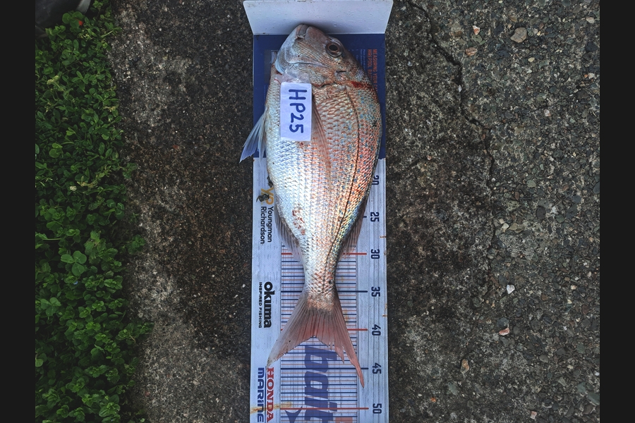 Nixin Ray caught this 40.5cm Snapper at Nelson/Marlborough during The Export NZ Fishing Competition