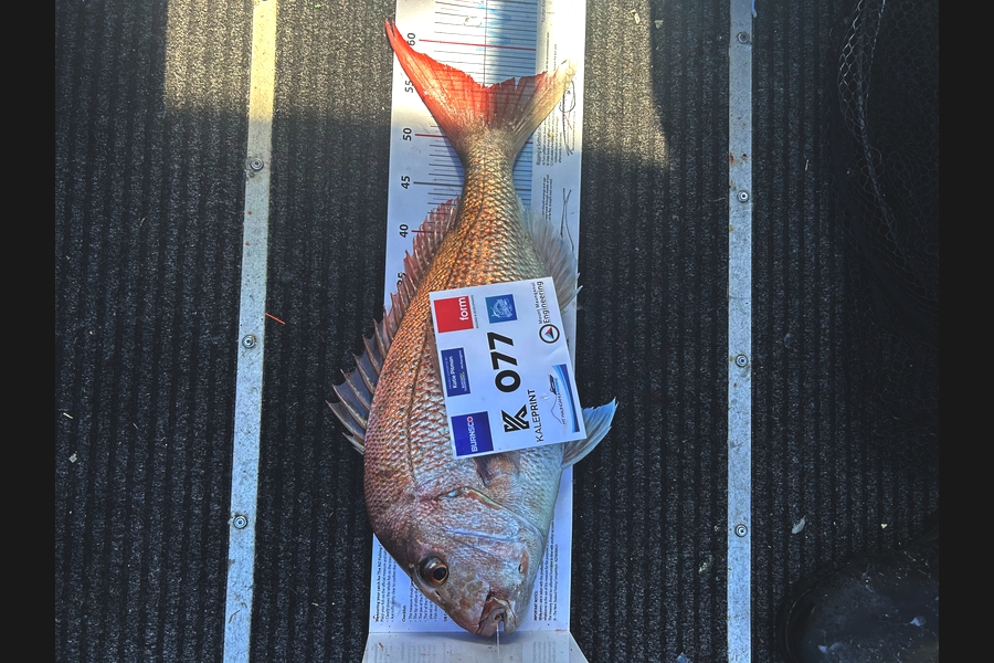 Dean Tiriana caught this 55.5cm Snapper at Bay of Plenty during The Export NZ Fishing Competition