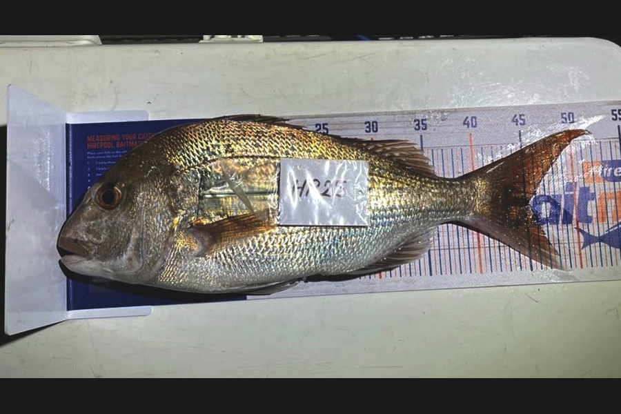 Jaxson Burns caught this 45cm Snapper at Auckland during The Export NZ Fishing Competition