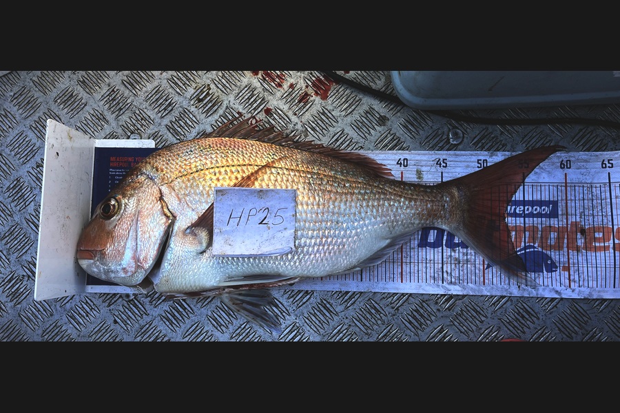 Adam Tilson caught this 52.5cm Snapper at Nelson/Marlborough during The Export NZ Fishing Competition