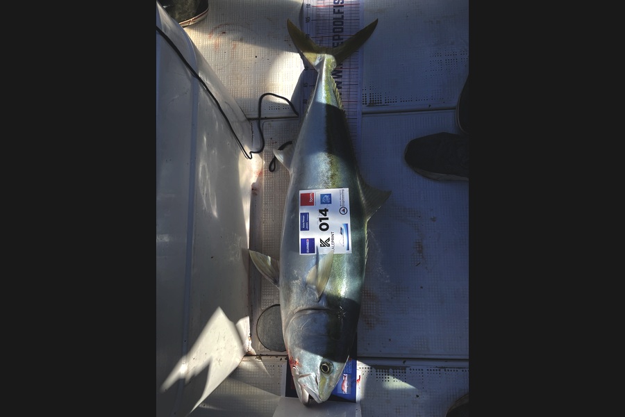 Hayden  Speed  caught this 96.5cm Kingfish at Bay of Plenty during The Export NZ Fishing Competition