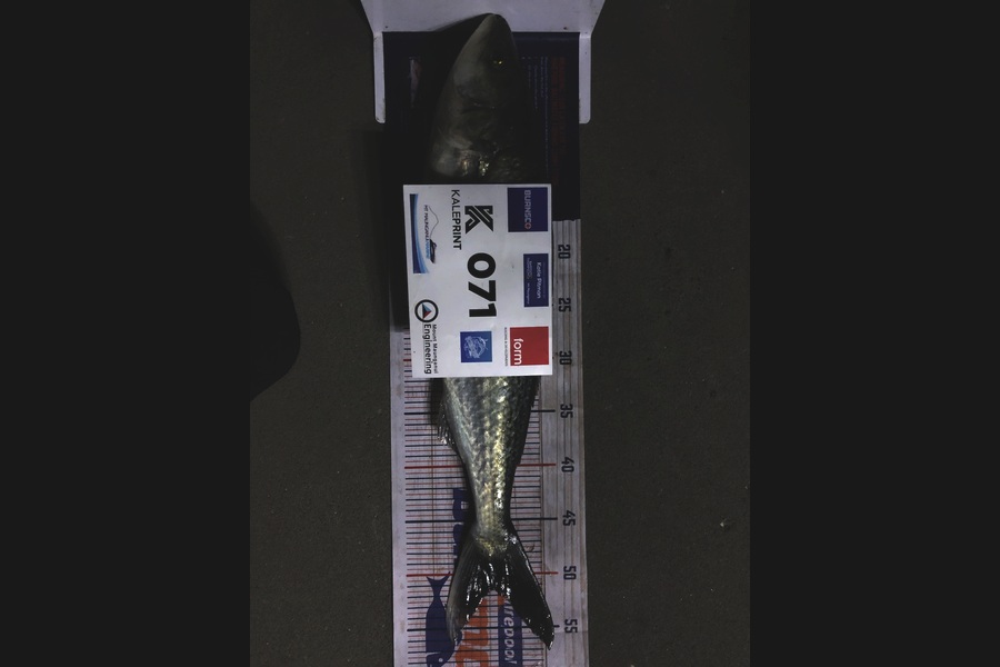 Stephanus Greyling caught this 51.5cm Kahawai at Bay of Plenty during The Export NZ Fishing Competition