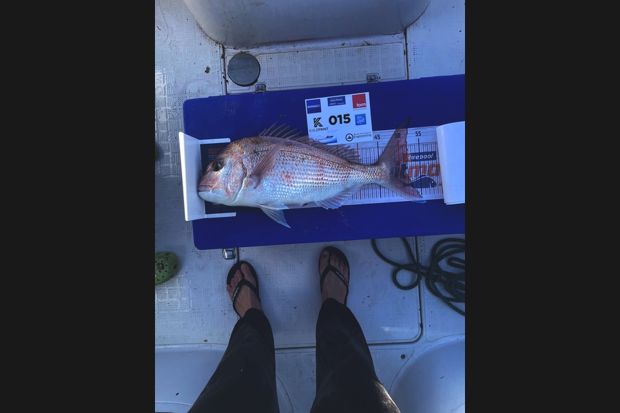 Hayden  Speed  caught this 51.5cm Snapper at Bay of Plenty during The Export NZ Fishing Competition