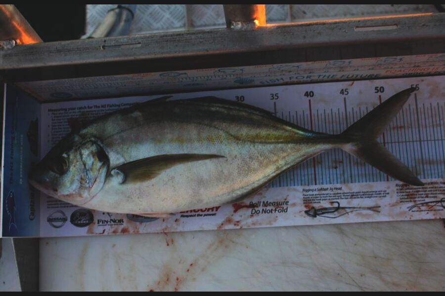 Troy Dando caught this 49.0cm Trevally at Durville Island during The Export NZ Fishing Competition