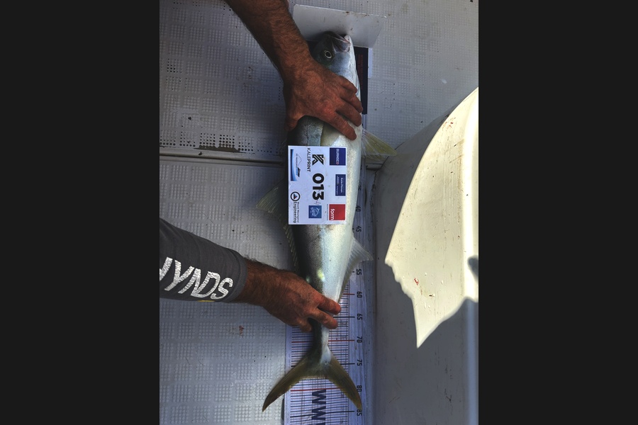 Mike Speed caught this 77.5cm Kingfish at Bay of Plenty during The Export NZ Fishing Competition