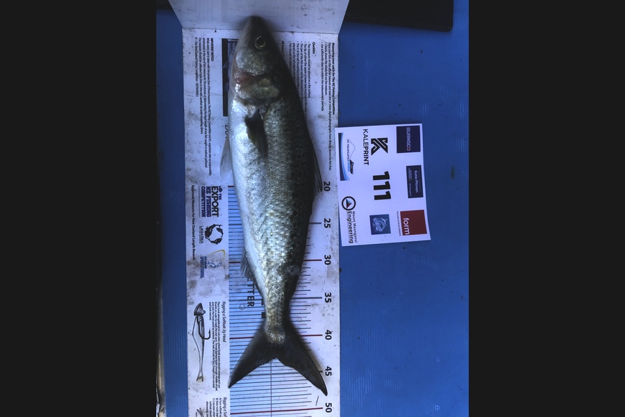 Mark Richards caught this 42.0cm Kahawai at Bay of Plenty during The Export NZ Fishing Competition