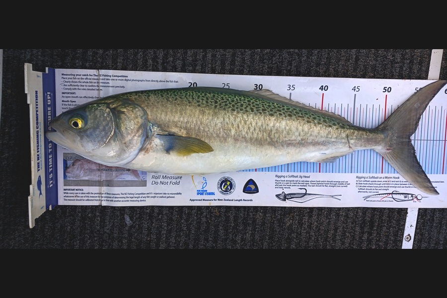 Jim Collins caught this 54.0cm Kahawai at Wellington during The Export NZ Fishing Competition