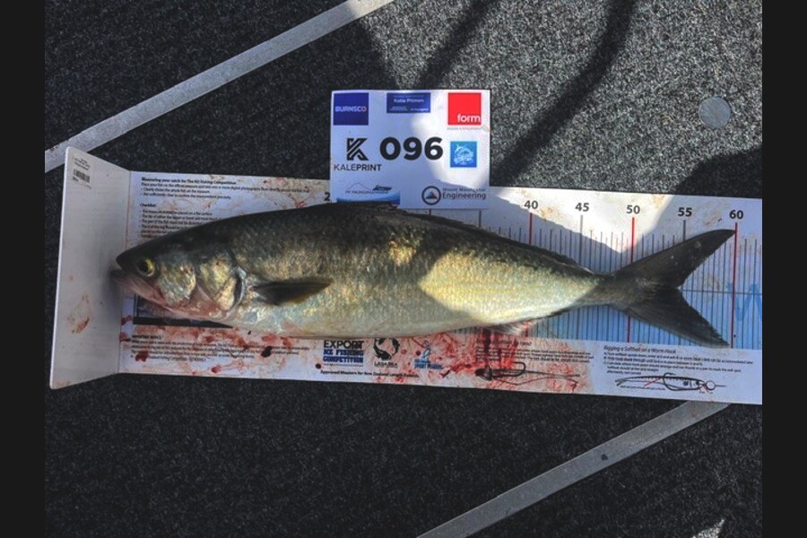 Alister McColl caught this 54.5cm Kahawai at Bay of Plenty during The Export NZ Fishing Competition