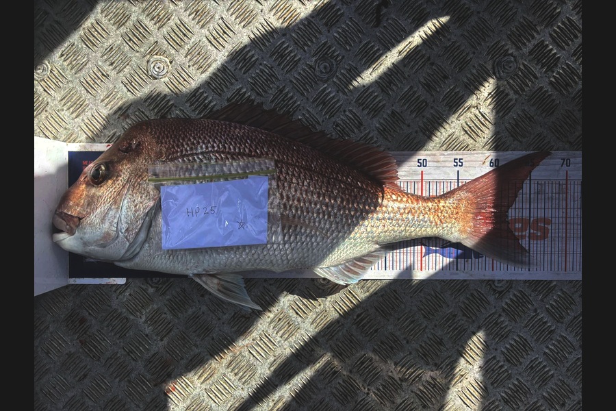 Ryan Rasmussen caught this 61.5cm Snapper at Waikato during The Export NZ Fishing Competition