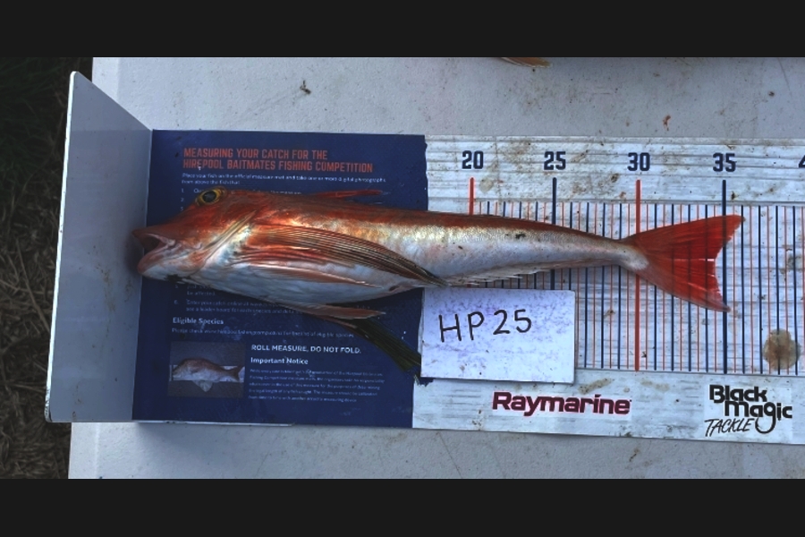 Zachary McCallum caught this 34.5cm Gurnard at Manawatu during The Export NZ Fishing Competition