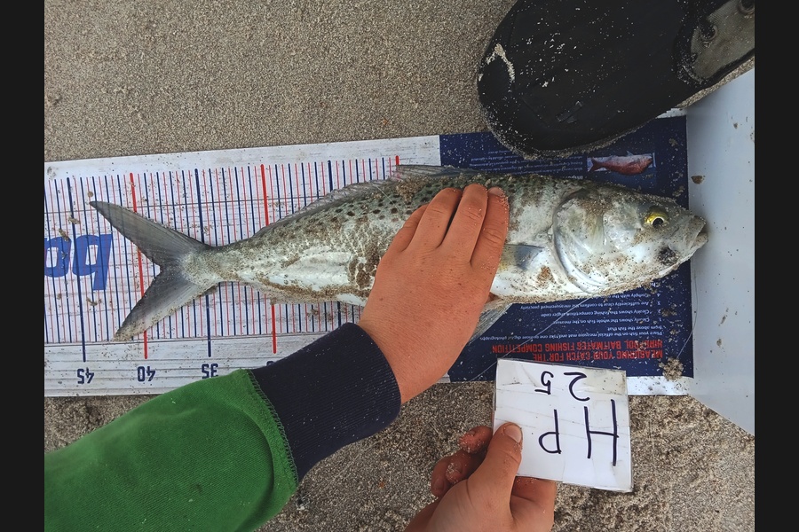 Bodhi Bishop Saunders caught this 38.5cm Kahawai at Coromandel during The Export NZ Fishing Competition