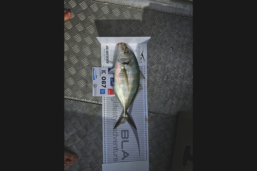 Dylan Mills caught this 41.0cm Trevally at Bay of Plenty during The Export NZ Fishing Competition