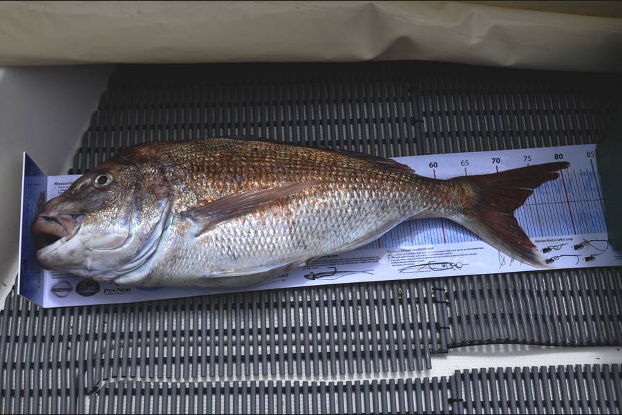 Karen Blockley caught this 71.0cm Snapper at Raglan during The Export NZ Fishing Competition