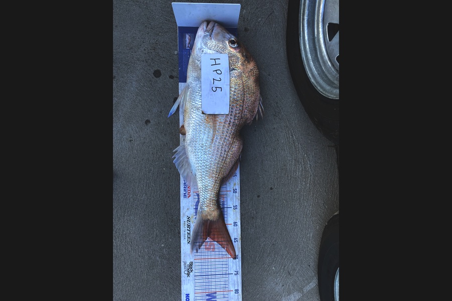 Riley Mitchell caught this 63cm Snapper at Nelson/Marlborough during The Export NZ Fishing Competition
