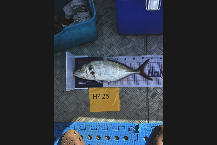 Abby Henderson caught this 40.0cm Trevally at Bay of Plenty during The Export NZ Fishing Competition